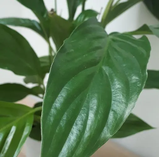 Tocando El Cielo, Con Parking Incluido